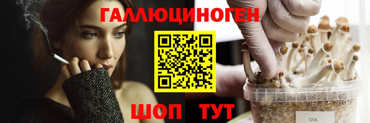 Галлюциногенные грибы Psilocybe Железногорск